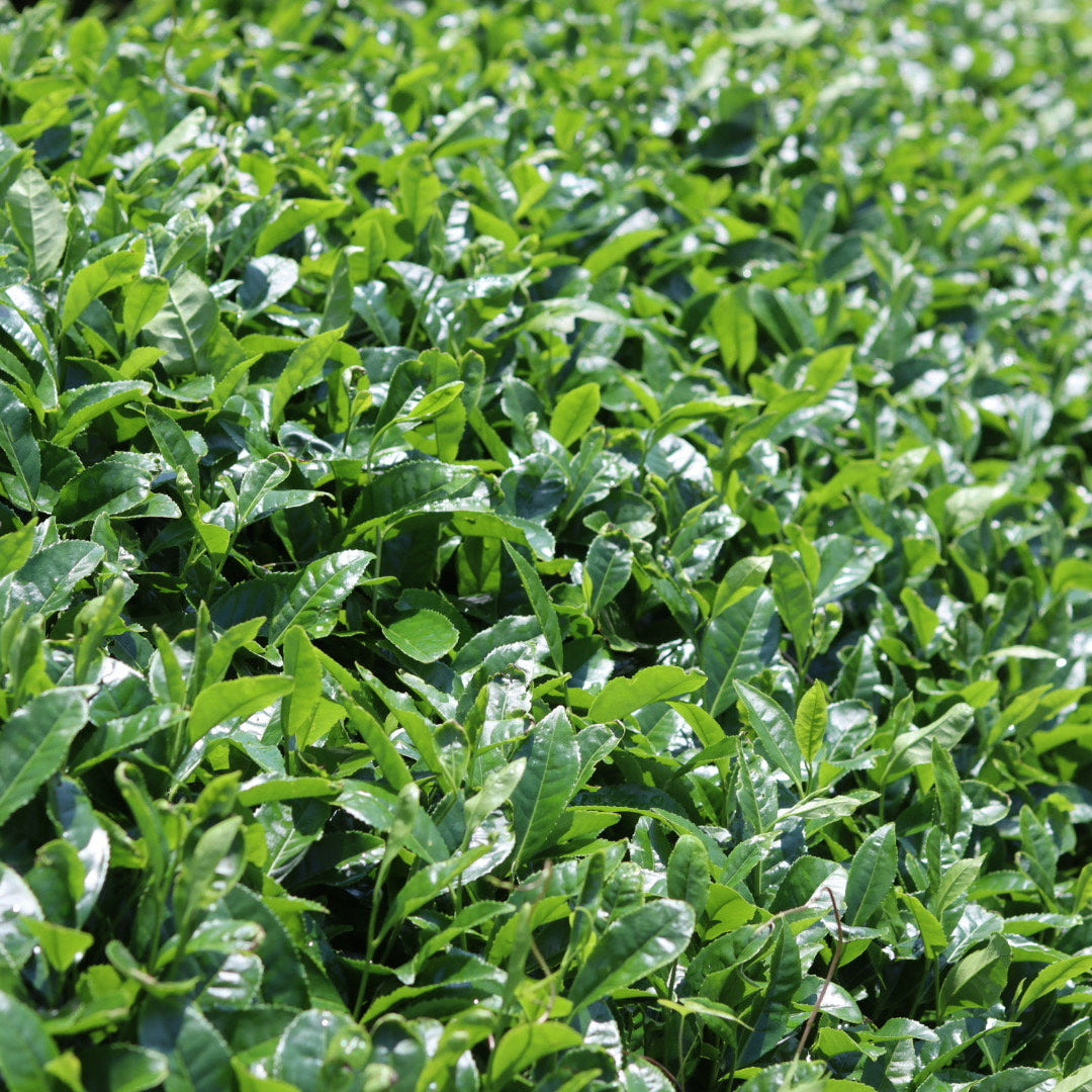 Gros plan sur des feuilles de thé dans un champ de matcha au Japon