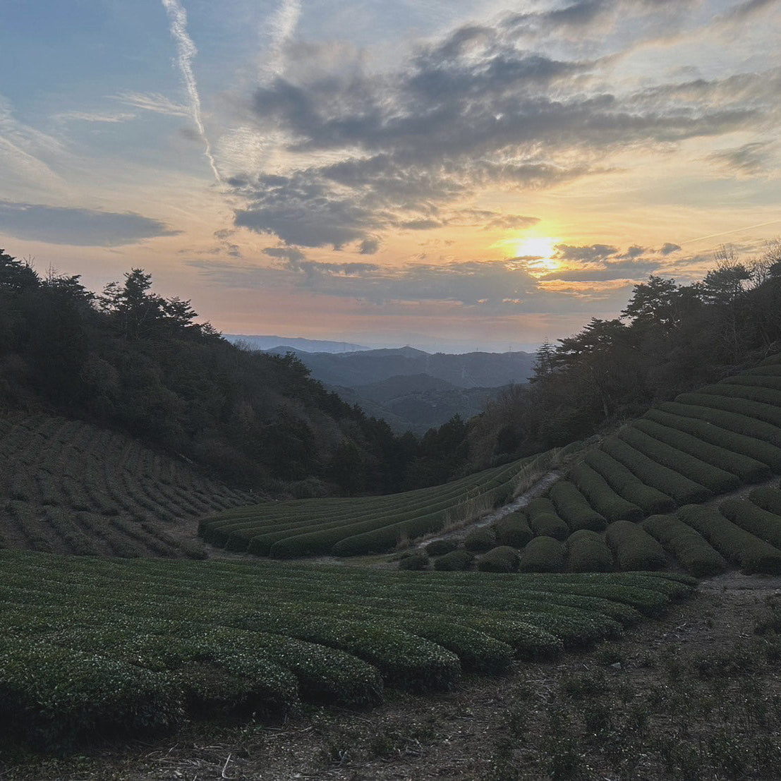 Champ de thé matcha dans une vallée avec soleil couchant